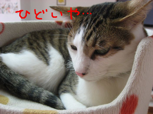BlogPaint