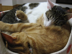 BlogPaint