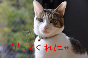 BlogPaint
