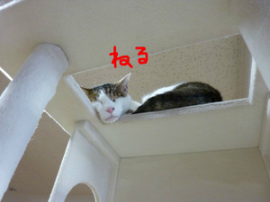 BlogPaint